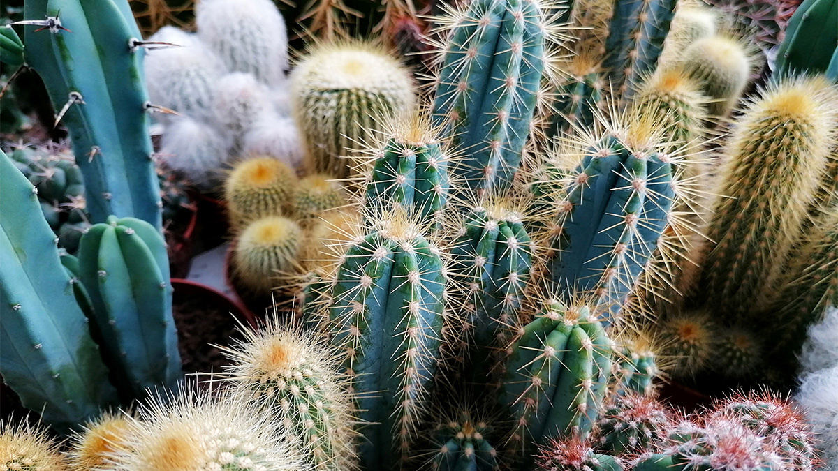 Researchers discovered a command injection and auth bypass issues in monitoring tool Cacti